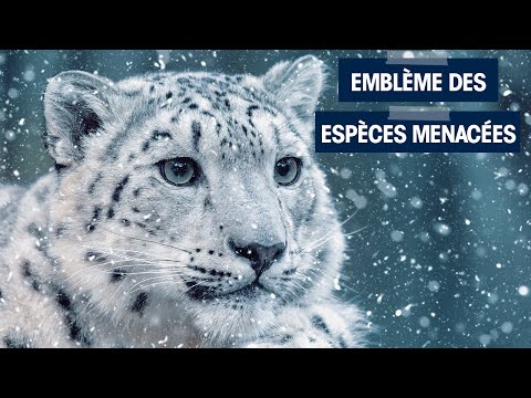 La mythique PANTHÈRE DES NEIGES
