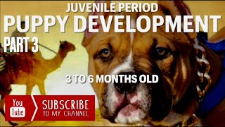Stages of Development Pt. 3 | Puppy Juvenile Period 3 - 6 Month Old Dog Growth Timeline Puppies Dogs