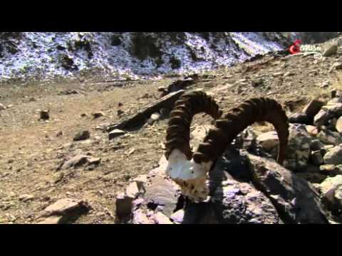 Faszination Wüste   Die Gobi eine Wüste in Bewegung Doku deutsch (Full Doku)