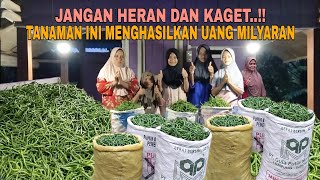 Download lagu JANGAN KAGET..!! TANAMAN INI BISA MENGHASILKAN MILYARAN UANG mp3 Download lagu JANGAN KAGET..!! TANAMAN INI BISA MENGHASILKAN MILYARAN UANG mp3