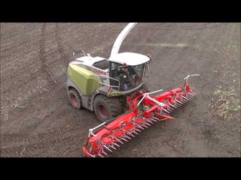 SCHWARZWILD IM MAIS - Sauen beim Maishäckseln -