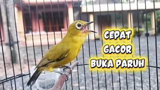 Download lagu A Vocal *Pleci* (Oriental White-eye) Singing Open-Beak to Stimulate Aggression in Other *Pleci* mp3 Download lagu A Vocal *Pleci* (Oriental White-eye) Singing Open-Beak to Stimulate Aggression in Other *Pleci* mp3