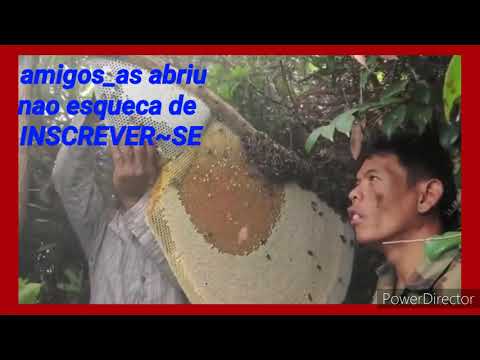 Série ; APICULTURA assiática 2 vídeo