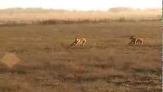 preview picture of video 'carrera de perros galgos.'