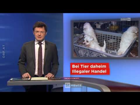 Illegaler Welpen Handel Österreich Beitrag im Orf 2 mit dem Aktiven Tierschutz Steiermark