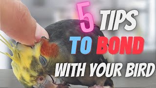How to Make a Bond With Your Bird
