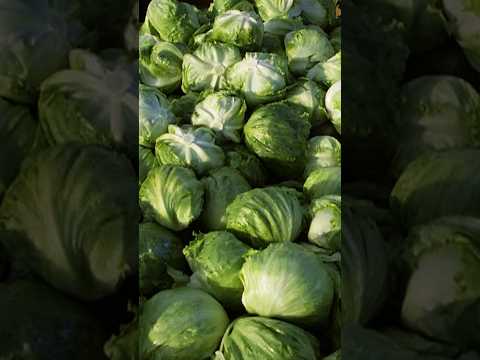 Cyclosporiasis outbreak includes a cluster in 9 states