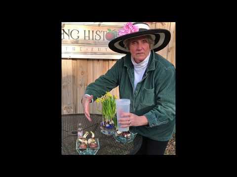 image-Can you force Tulip bulbs inside?