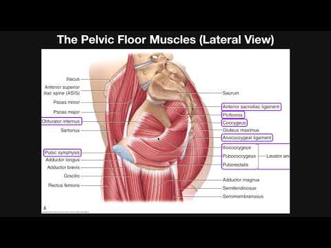 The Pelvic Floor Muscles (Part 2) | Origins, Insertions, Actions, Etc.