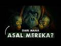 Kenapa Orangutan Hanya Ada Di Kalimantan Dan Sumatra Menjawab Misteri Orangutan