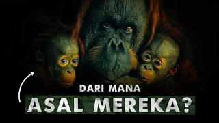 Download lagu Kenapa Orangutan Hanya Ada di Kalimantan dan Sumatra? | Menjawab Misteri Orangutan mp3 Download lagu Kenapa Orangutan Hanya Ada di Kalimantan dan Sumatra? | Menjawab Misteri Orangutan mp3