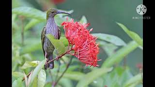 Download lagu MASTERAN PIJANTUNG GACOR, FULL TEMBAKAN JEDA RAPAT JERNIH KUALITAS TERBAIK DURASI PANJANG. mp3 Download lagu MASTERAN PIJANTUNG GACOR, FULL TEMBAKAN JEDA RAPAT JERNIH KUALITAS TERBAIK DURASI PANJANG. mp3