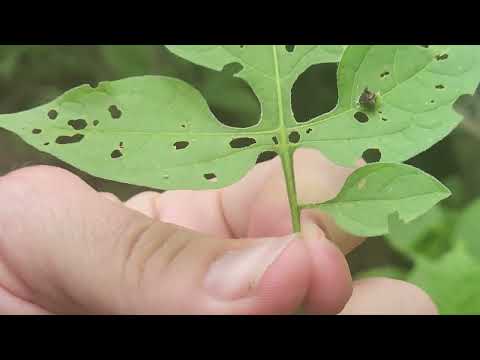 Tortoise Beetle Larvae Poop Shield