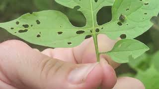 tortoise beetle larvae (poop shield)