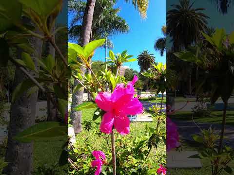 La belleza de la Flor de Azalea en Resistencia Chaco 🌺 #FlorDeAzalea
