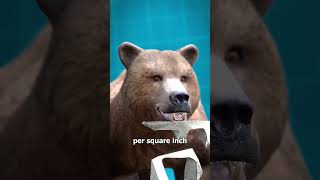 Download lagu Grizzly Bear Jaw Strength 😨 mp3