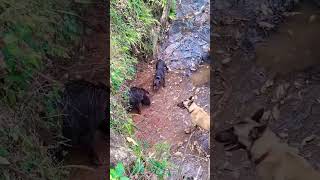 Download lagu anjing pemburu babi hutan mp3 Download lagu anjing pemburu babi hutan mp3