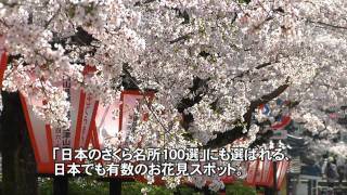 津山城（鶴山公園）　日本さくら名所100選