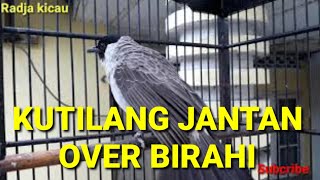 Download lagu KUTILANG JANTAN BIRAHI TINGGI mp3
