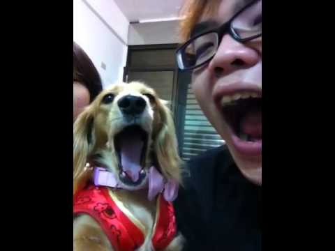 想一起睡的臘腸