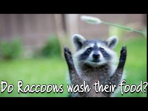 Do Raccoons wash their food?- Explained - By BTL