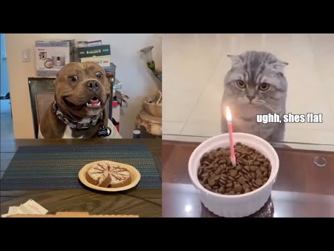 The Difference Between a Dog and a Cat