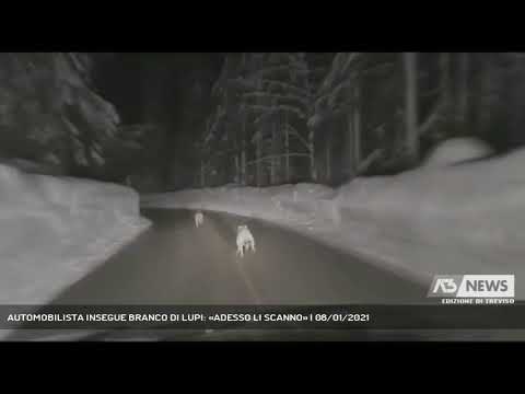 AUTOMOBILISTA INSEGUE BRANCO DI LUPI: «ADESSO LI SCANNO» | 08/01/2021