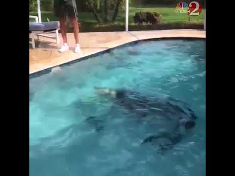 Alligator im Pool