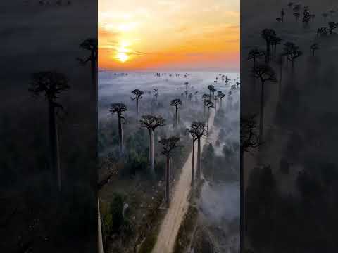 Madagascar, East Africa 🌍 #shorts #viral #africa