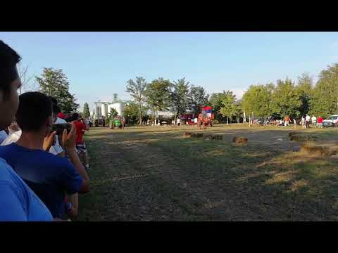 Torpedo td60 vs belarus 82 Traktorijada Bački Gračac 2018