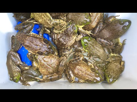 5 Nights Fishing for MASSIVE BULLFROGS in a SWAMP! How To CATCH, CLEAN & COOK DELICIOUS Frog Legs!