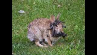 Deformed bunny rabbit - can someone tell me what is wrong with him?
