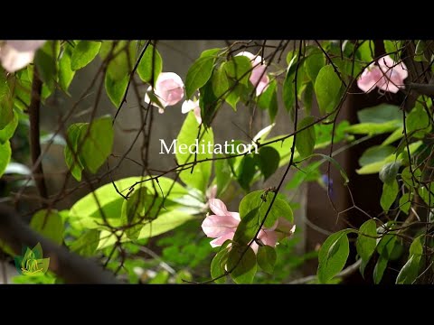 Tuesday Meditation Music   Good Mood & Relax