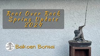 Trident Maple Root Over Rock - Spring Update 2024 -  Bonsai Technique - Baikoen Bonsai Club