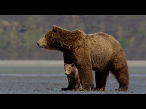 Bears (2014) Official Trailer