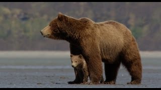 Bears Film Trailer