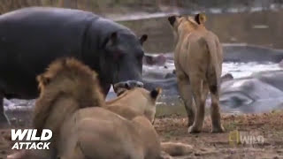 Lion vs Hippo   Lion&#39;s Jaw is Breaking Off