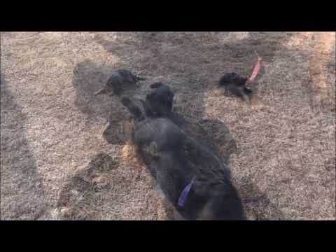 Puppyfinder