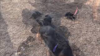 PuppyFinder.com : Puppies First Day Outside