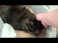 Missy Hissing