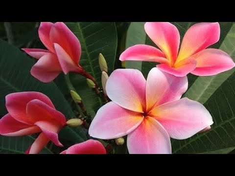 Beautiful  Plumeria Flowers in the Flower Gardens #Shorts #Plumeria #Flowers #🌺🍀🪷🌳🌺🪻🌻🦋