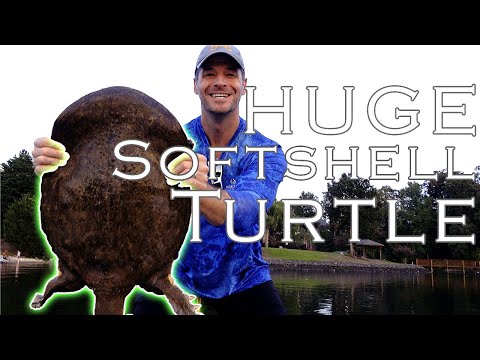 HUGE SOFTSHELL TURTLE on our Catfish Trotline! Softshell Turtle Recipe - Catch and Cook!
