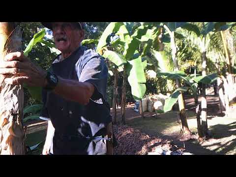 Trimming Banana Trees - More Production