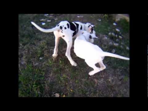 Avances de Nonantzin, la Danés Albina 20.02.2012.wmv