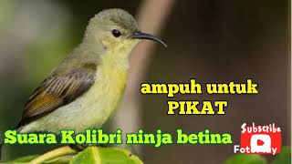 Download lagu Suara Kolibri ninja betina // ampuh untuk pikat jantan #hobymanuk mp3