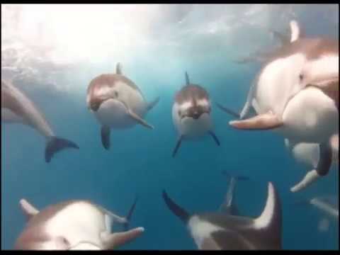 DON POLDON   W TEJ CHWILI  VIDEO █▬█ █ ▀█▀ @INDICA JONES