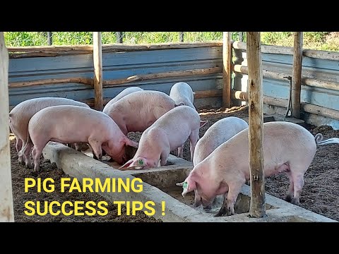 How To Start PROFITABLE PIG Production!