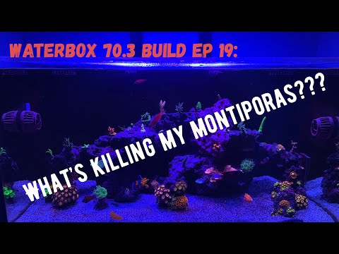 Waterbox 70.3 Build Ep 19: What’s Killing My MONTIPORAS?