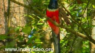 Malabar Trogon or Harpactes fasciatus