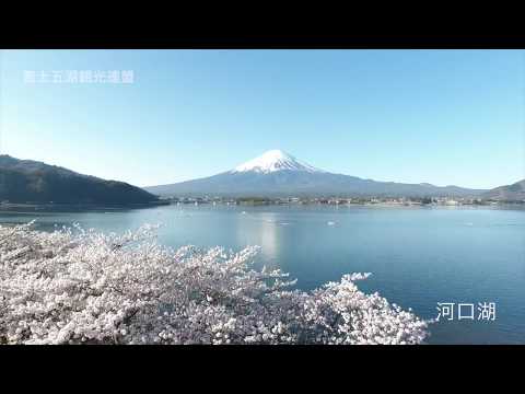 河口湖北岸の桜